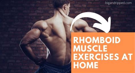 Strengthen Your Back: Effective Rhomboid Muscle Exercises Revealed