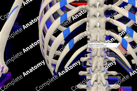Rib Anatomy Angle