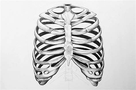 Rib Cage Drawing