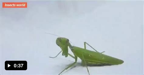 ribbon worm praying mantis