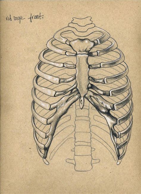 ribcage art reference