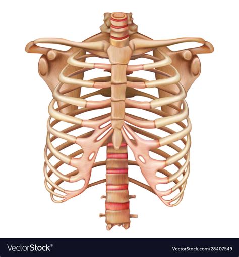 Ribcage Human Body