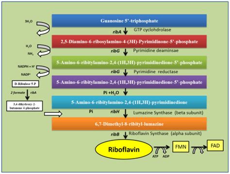 Riboflavin Biosynthesis