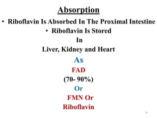 Riboflavin Kidney