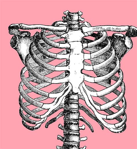Ribs Anatomy Drawing