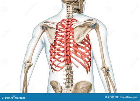 Ribs Anatomy From Back