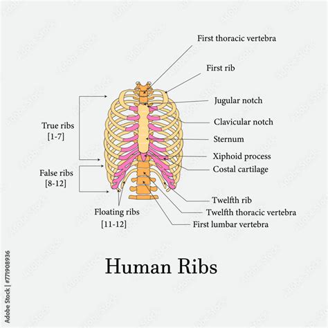 Ribs And.bones