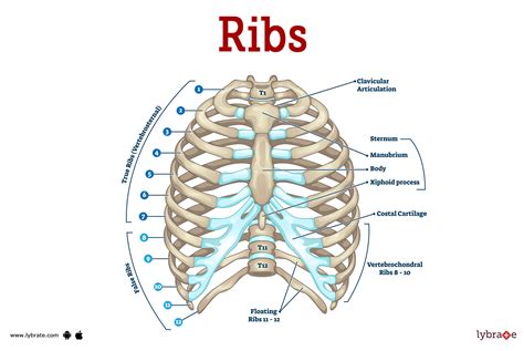 Ribs Function
