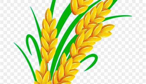 Image result for wheat vector | Wheat rice, Wheat vector, Flower stencil
