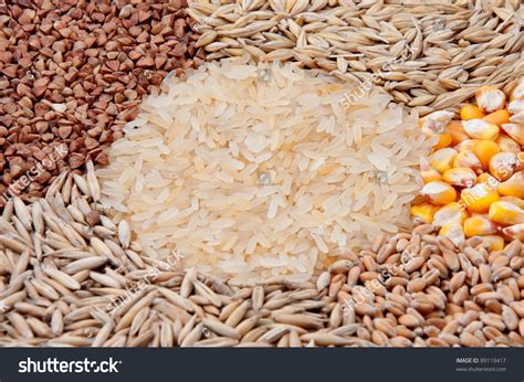 Rice Corn And Wheat Are Examples Of