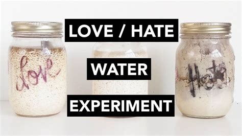 Rice Experiment Love Hate