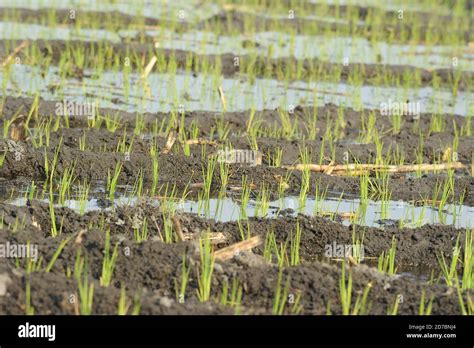 Rice Fields In Mexico