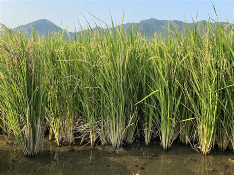 Growing Rice Plants: Tips And Tricks For 2023