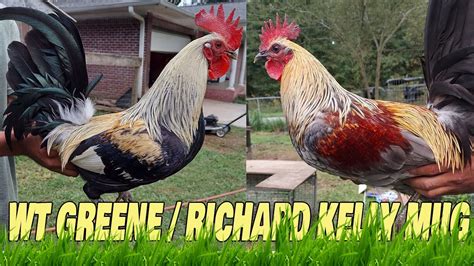 richard kelly gamefowl