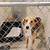 richmond county animal shelter-warsaw, va