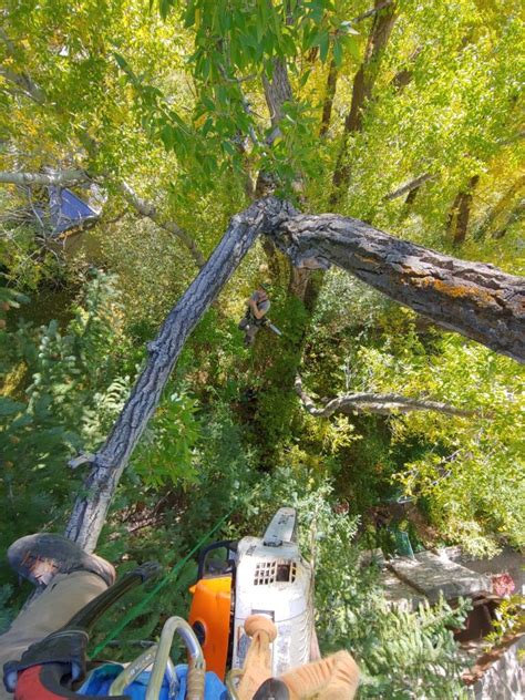 richmond tree service removal