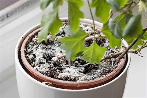 Mold On Plant Soil Causes, Types & How To Kill Plant Mold?