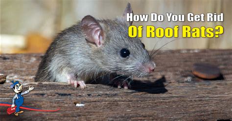 rid of roof rats
