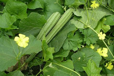 ridge gourd meaning in english