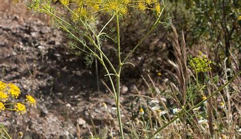 Photo of the entire plant of Cow Parsley (Ridolfia segetum