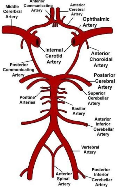 right posterior cerebral artery function