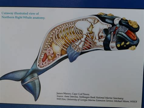 right whale anatomy