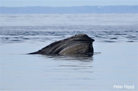 right whale coexistence act of 2022