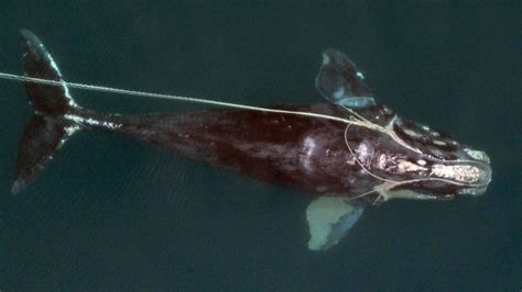 right whale entanglement