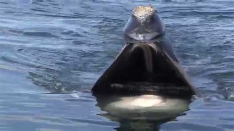 right whale feeding