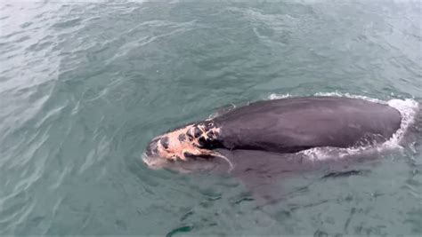 right whale juvenile found