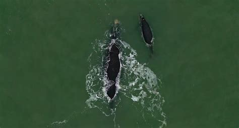 right whale population 2020