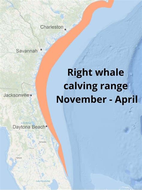 right whale sighting network