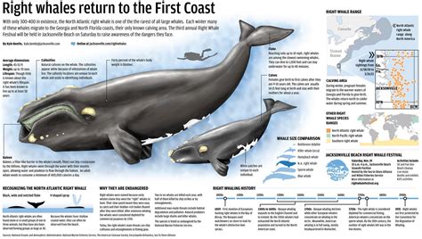 right whale size chart