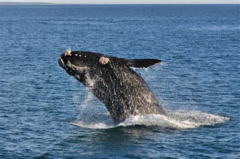 right whales and lobster fishermen