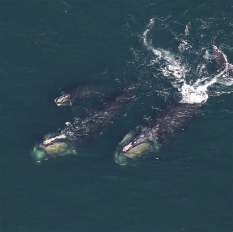 right whales at cape cod
