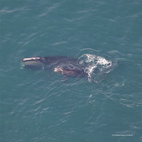 right whales cape cod bay 2023