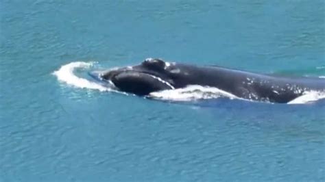 right whales in cape cod canal