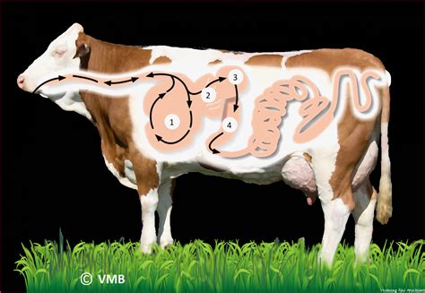 Pflanzenfresser Gebiss Rind Arbeitsblatt Tim Kane Schule