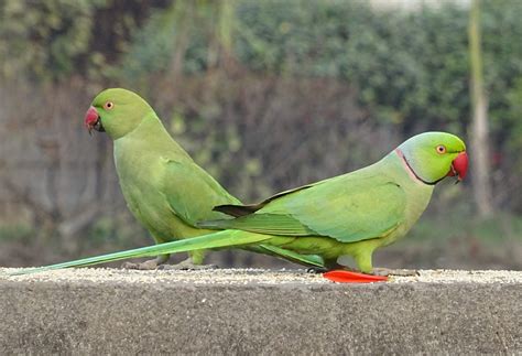 Ringnecked Parakeet Curacao ZOO [Parke Tropikal]