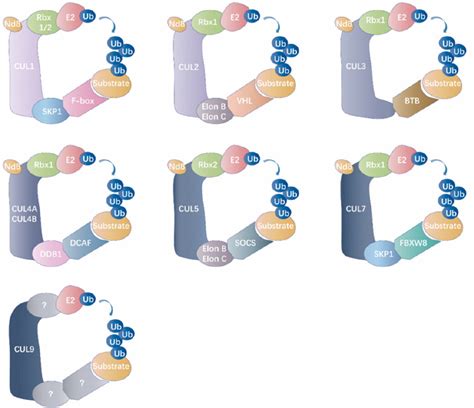 ring-type e3 ligase substrates