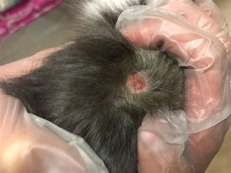 ringworm bald spot cat