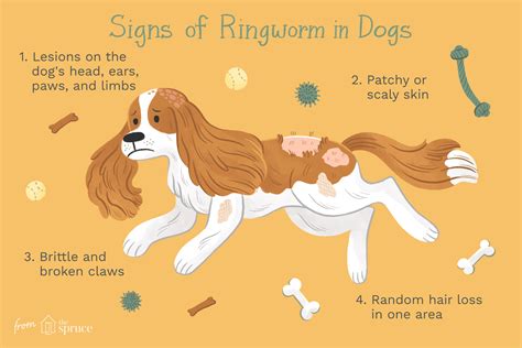 Ringworm in Dogs