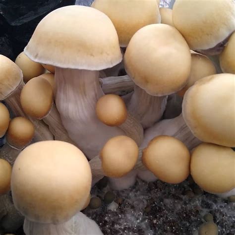 rip tide mushroom spores