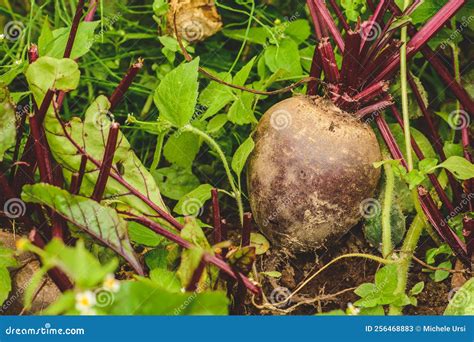 ripe beetroot in garden