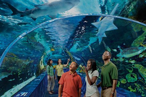 ripley's aquarium gatlinburg tn tickets