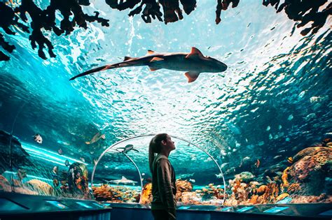 ripley's aquarium of canada toronto