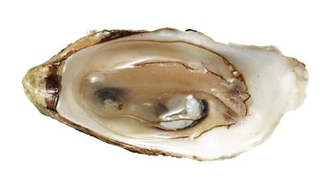 risk of vibrio from oysters