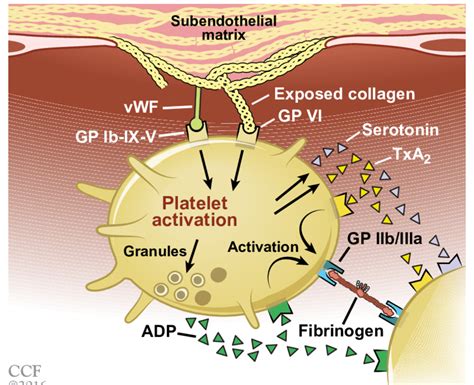 ristocetin platelet aggregation
