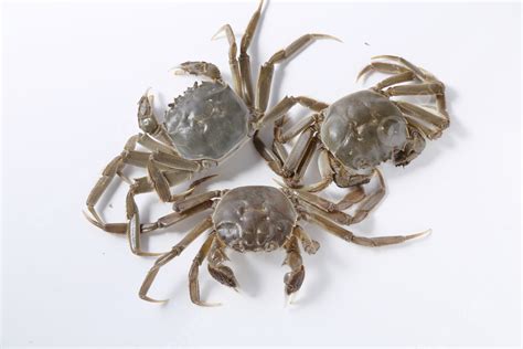 Unveiling the Mysterious World of River Crabs: A Deep Dive into Aquatic Life