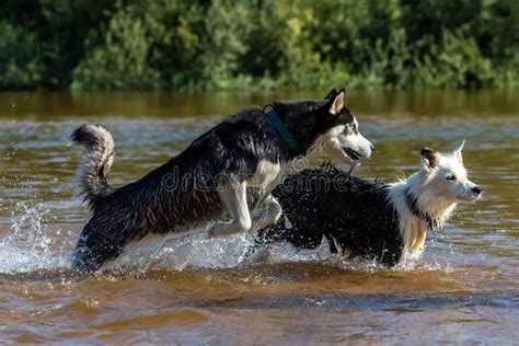River Dog Games